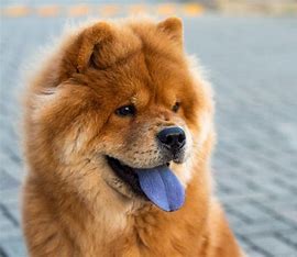 perro chouchou